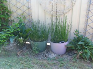 Water Chestnuts in December